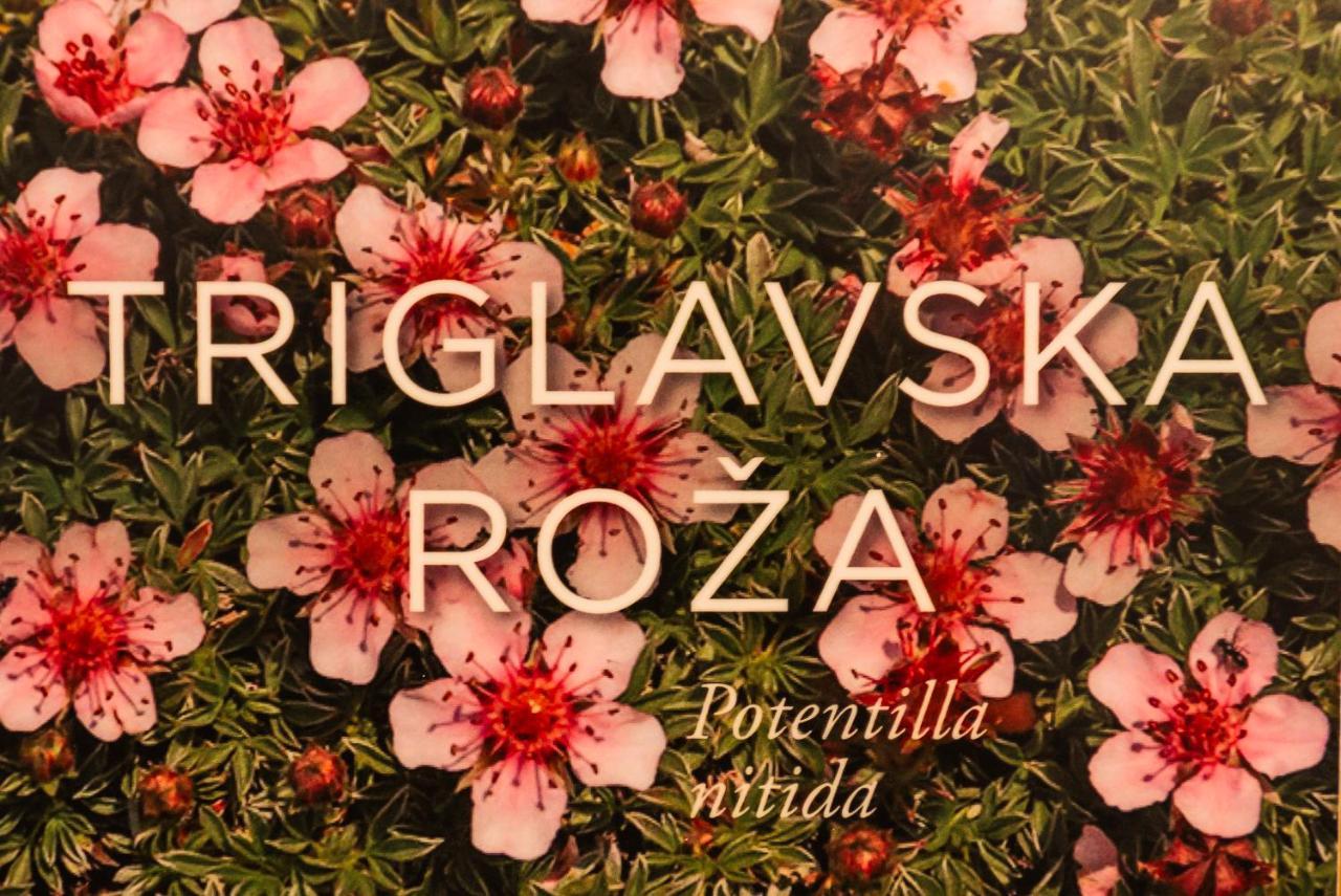 Apartmaji Alpski Cvet - Hisa Gorenc Bohinj Dış mekan fotoğraf